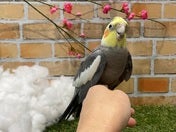 オカメインコ ヒナ(ナミ)