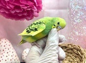 セキセイインコ ヒナ