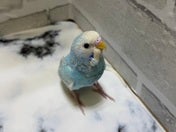 セキセイインコ ヒナ