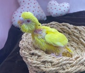 セキセイインコ ヒナ