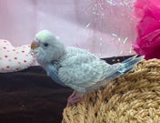 セキセイインコ ヒナ