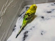 セキセイインコ ヒナ