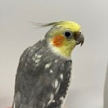 オカメインコ(色変わり)