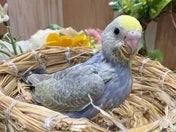 セキセイインコ ヒナ