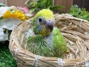 セキセイインコ ヒナ