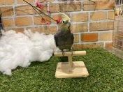 オカメインコ ヒナ(ナミ)