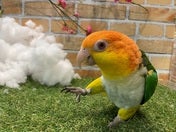 シロハラインコ