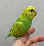 セキセイインコ ヒナ