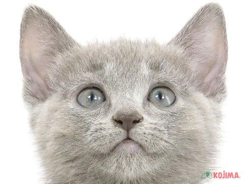 千葉県のロシアンブルー (コジマウエルケアセンター/2024年12月1日生まれ/女の子/ブルー)の子猫