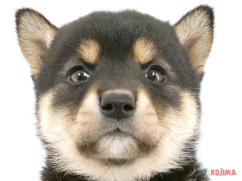 東京都の柴犬(標準サイズ) (コジマ木場店/2024年11月30日生まれ/女の子/黒)の子犬