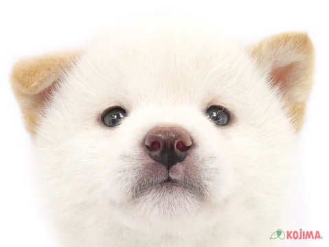 東京都の柴犬(標準サイズ) (コジマ阿佐ヶ谷店/2024年11月30日生まれ/男の子/白)の子犬