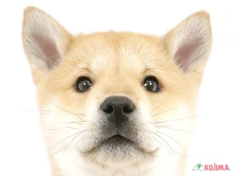 千葉県の北海道犬 (コジマウエルケアセンター/2024年11月27日生まれ/男の子/赤)の子犬