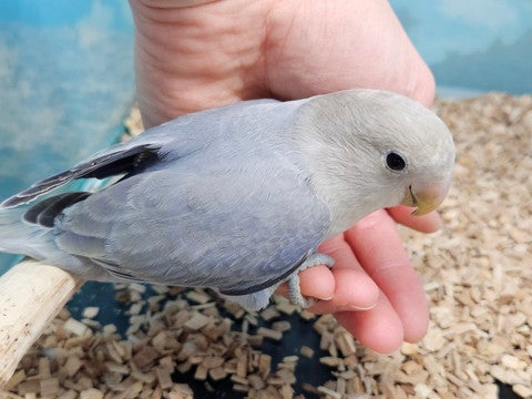 綺麗なお色のコザクラさんです💙