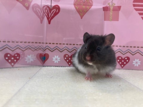 テチテチ歩き回っています❣️