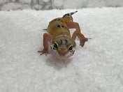 ヒョウモントカゲモドキ