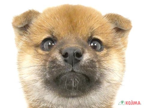 東京都の柴犬(標準サイズ) (コジマ両国店/2024年12月3日生まれ/男の子/赤)の子犬