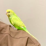 セキセイインコ ヒナ