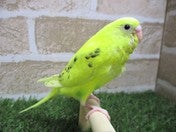 セキセイインコ ヒナ