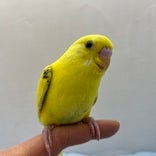 セキセイインコ ヒナ