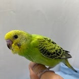 セキセイインコ ヒナ