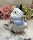 セキセイインコ ヒナ