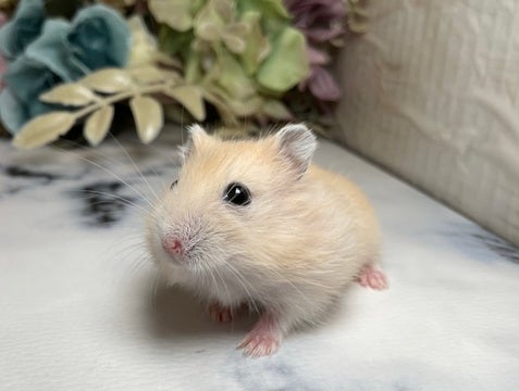 2/4撮影🐹