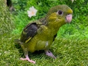 サザナミインコ ヒナ