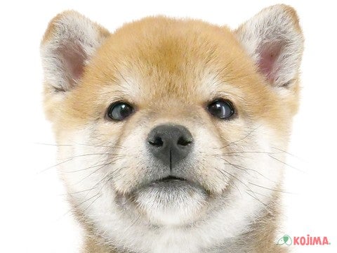 千葉県の柴犬(標準サイズ) (コジマ松戸店/2024年12月6日生まれ/男の子/赤)の子犬