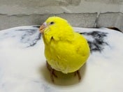 セキセイインコ ヒナ