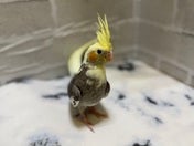 オカメインコ ヒナ (色変わり)