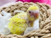 セキセイインコ ヒナ