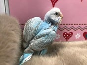 セキセイインコ ヒナ