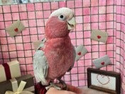 モモイロインコ