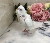 セキセイインコ ヒナ