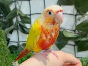 ホオミドリアカオウロコインコ ヒナ