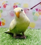 コザクラインコ (色変わり)