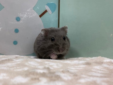 レアなハムちゃんです🐹✨