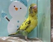 セキセイインコ ヒナ