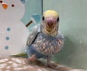 セキセイインコ ヒナ