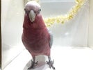 モモイロインコ