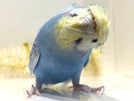 羽衣セキセイインコ