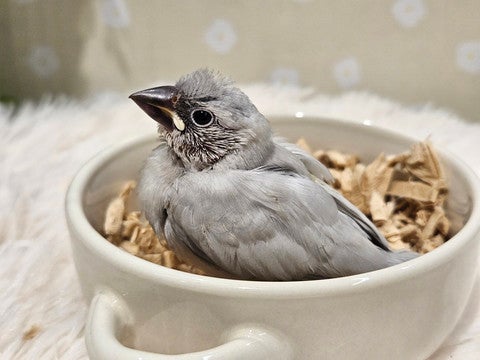 是非お店でご覧ください