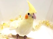 オカメインコ (シロ)