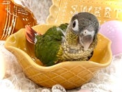 ワキコガネイロウロコインコ ヒナ