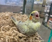 オカメインコ ヒナ (色変わり)