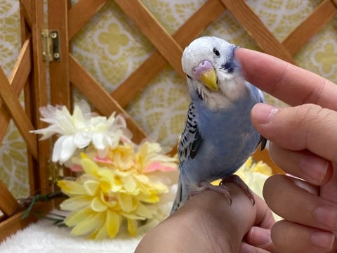 カキカキが大好き😍コミュニケーションバードのセキセイインコちゃんです😄