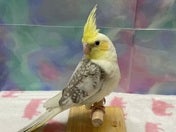 オカメインコ ヒナ (色変わり)