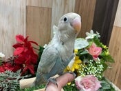 ボタンインコ (色変わり)