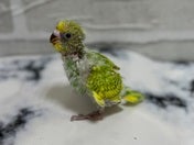 セキセイインコ ヒナ