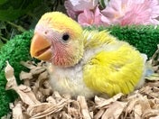 コザクラインコ ヒナ (色変わり)